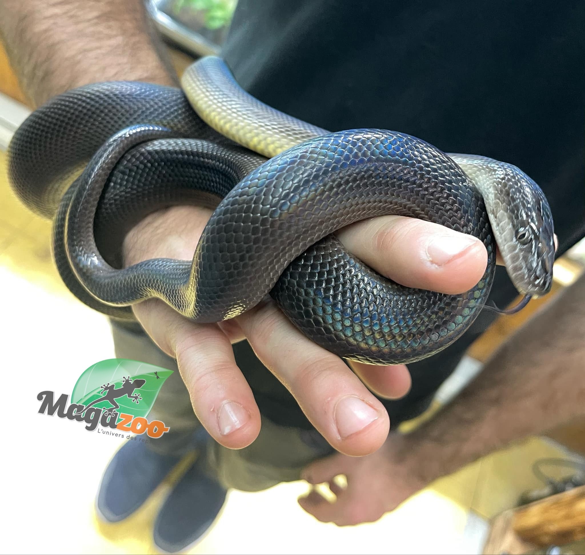 Magazoo Male Australian water python Captive Born December 12, 2021