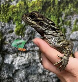Magazoo Baby Philippine sailfin lizard (Hydrosaurus) CB #1