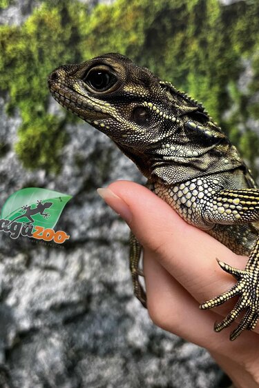Magazoo Baby Philippine sailfin lizard (Hydrosaurus) CB #1