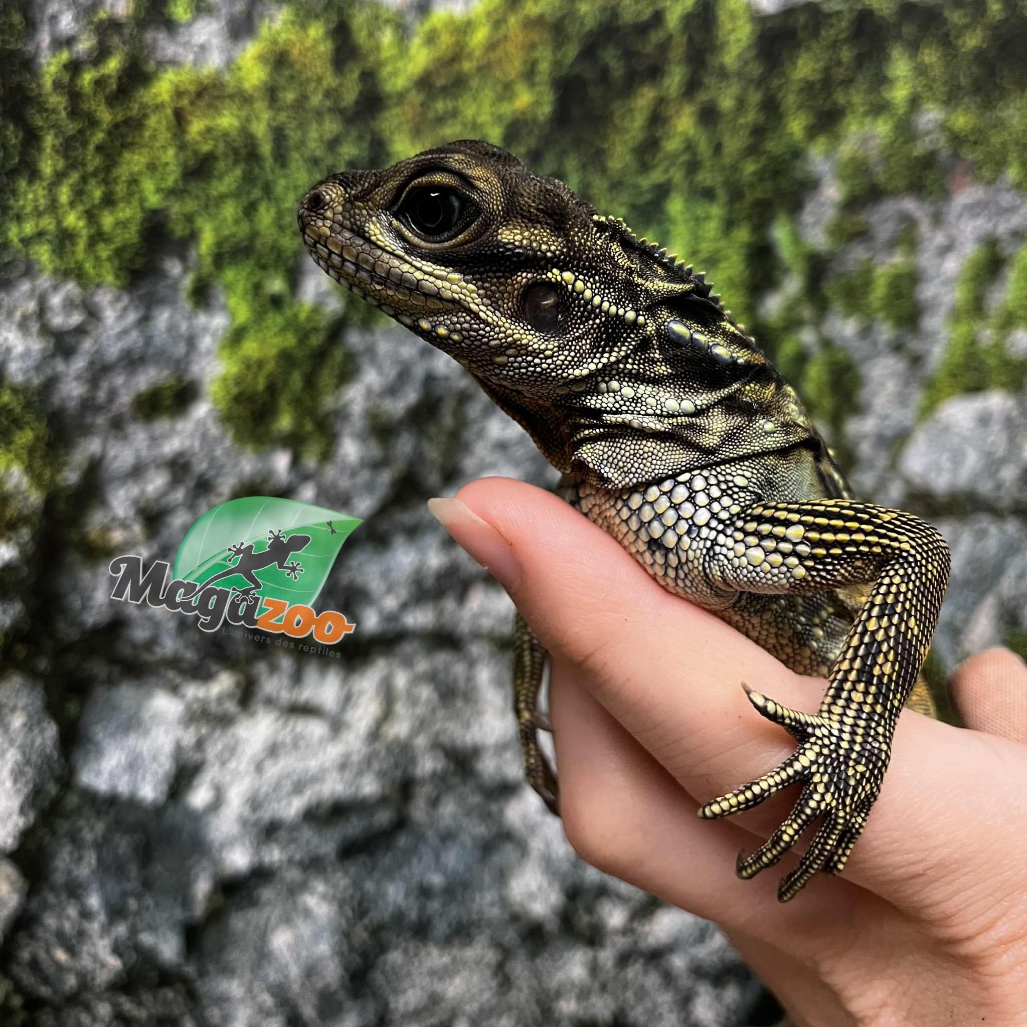 Magazoo Baby Philippine sailfin lizard (Hydrosaurus) CB #1