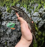 Magazoo Baby Philippine sailfin lizard (Hydrosaurus) CB #1