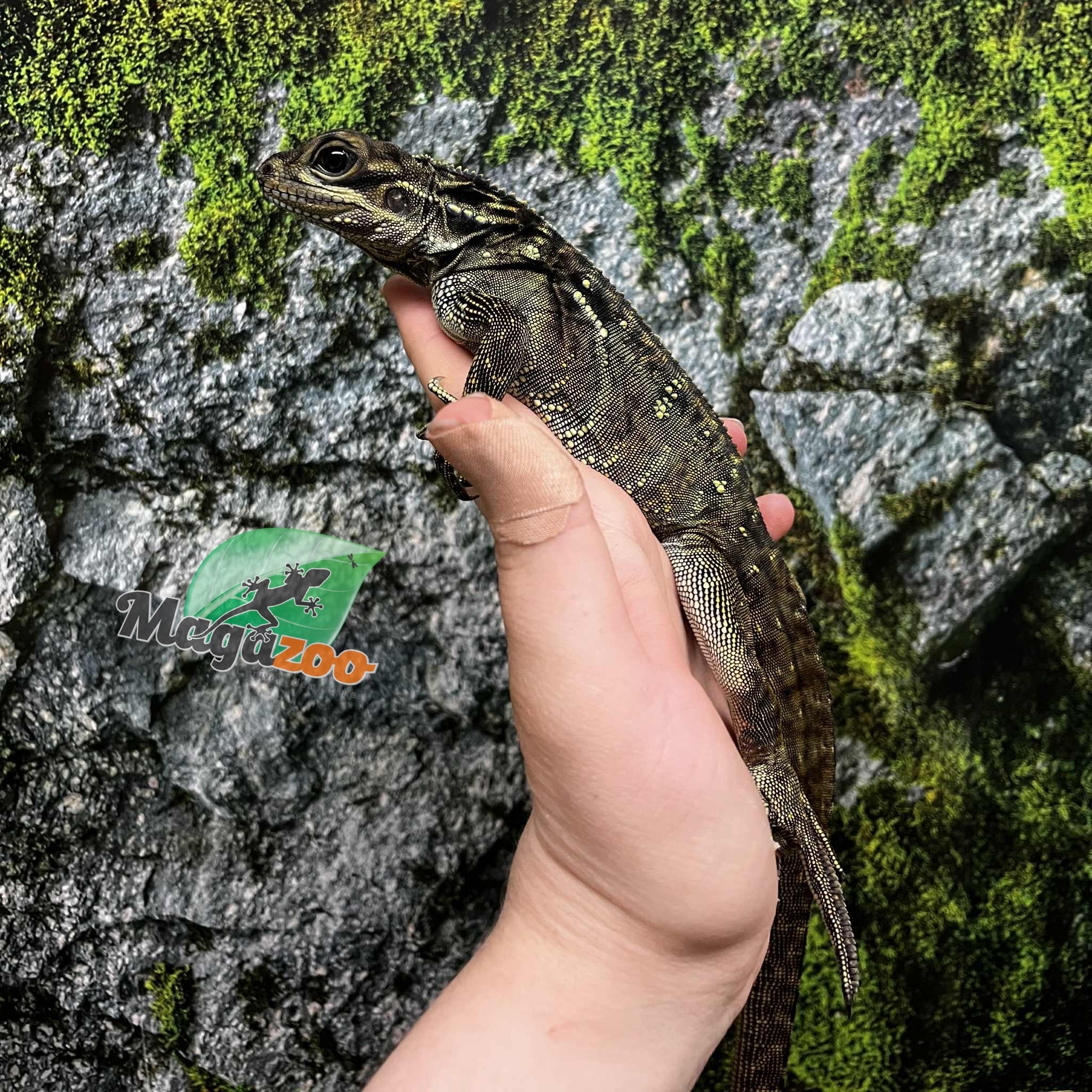 Magazoo Baby Philippine sailfin lizard (Hydrosaurus) CB #1