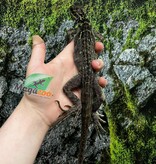 Magazoo Baby Philippine sailfin lizard (Hydrosaurus) CB #1