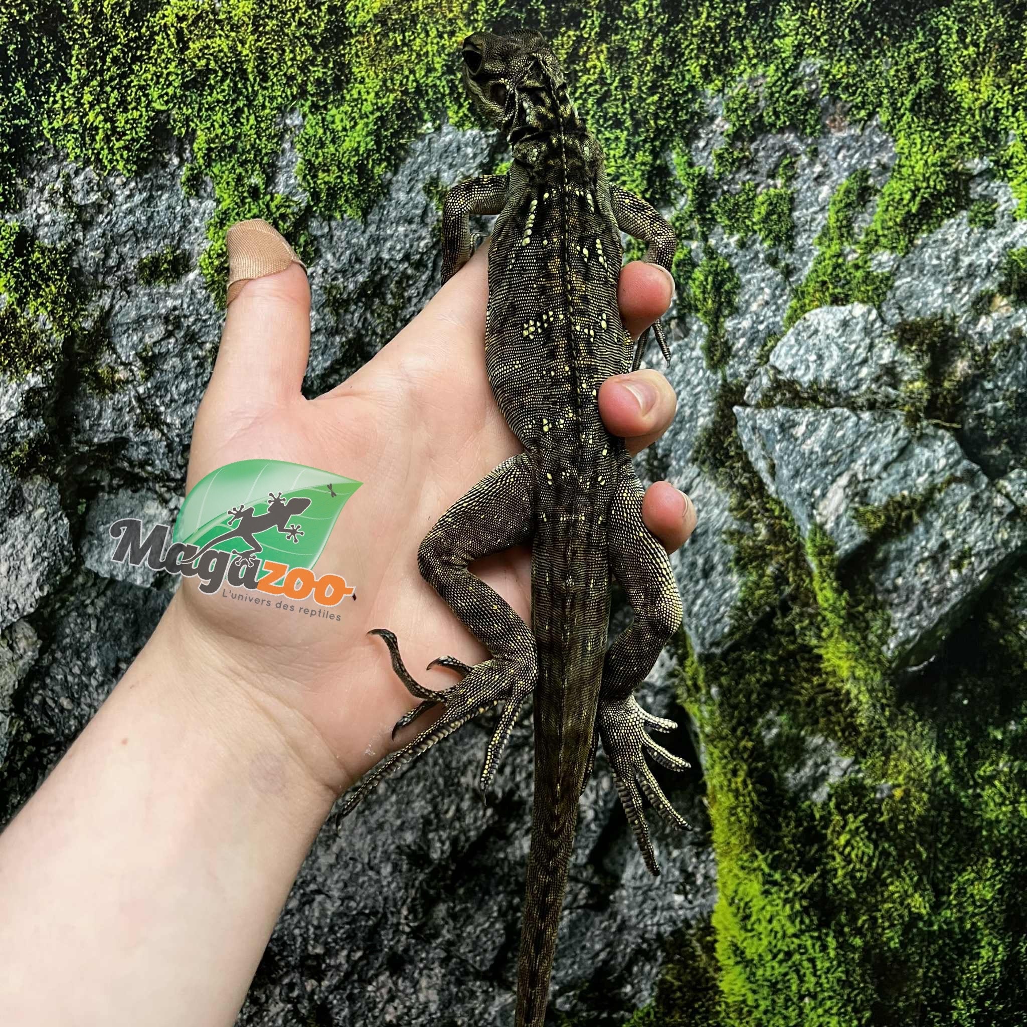 Magazoo Baby Philippine sailfin lizard (Hydrosaurus) CB #1