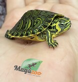 Magazoo Tortue à ventre jaune Bébé (Trachemys scripta scripta)