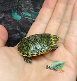 Magazoo Tortue à ventre jaune Bébé (Trachemys scripta scripta)