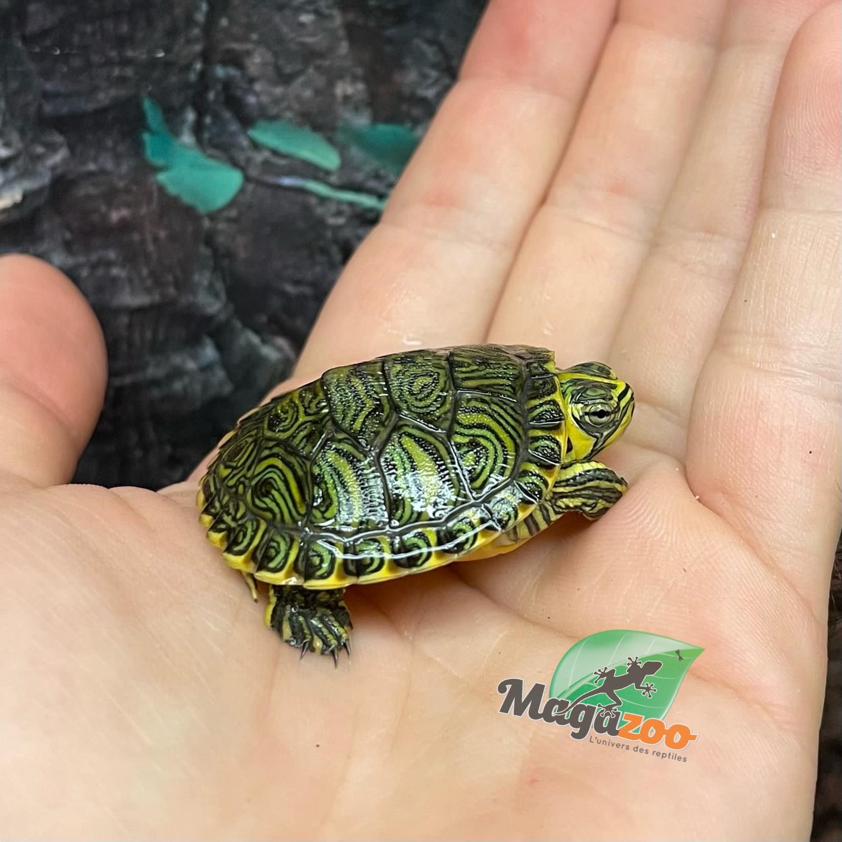 Magazoo Baby Yellow-bellied slider Turtle (Trachemys scripta scripta)