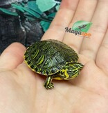 Magazoo Baby Yellow-bellied slider Turtle (Trachemys scripta scripta)
