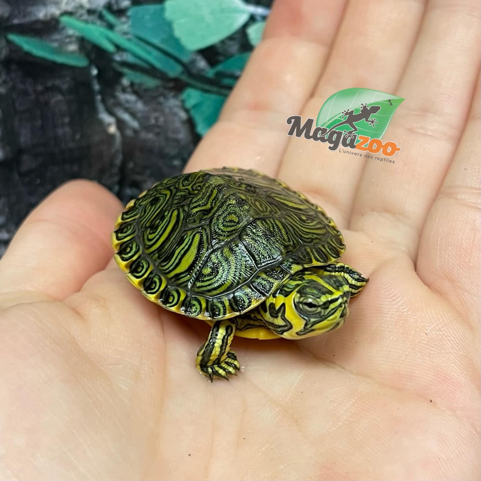 Magazoo Tortue à ventre jaune Bébé (Trachemys scripta scripta)