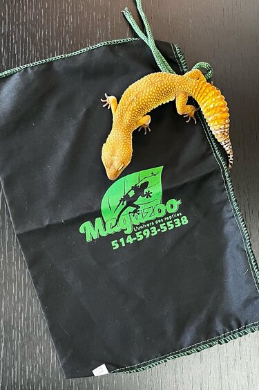 Magazoo Transport pocket for reptiles