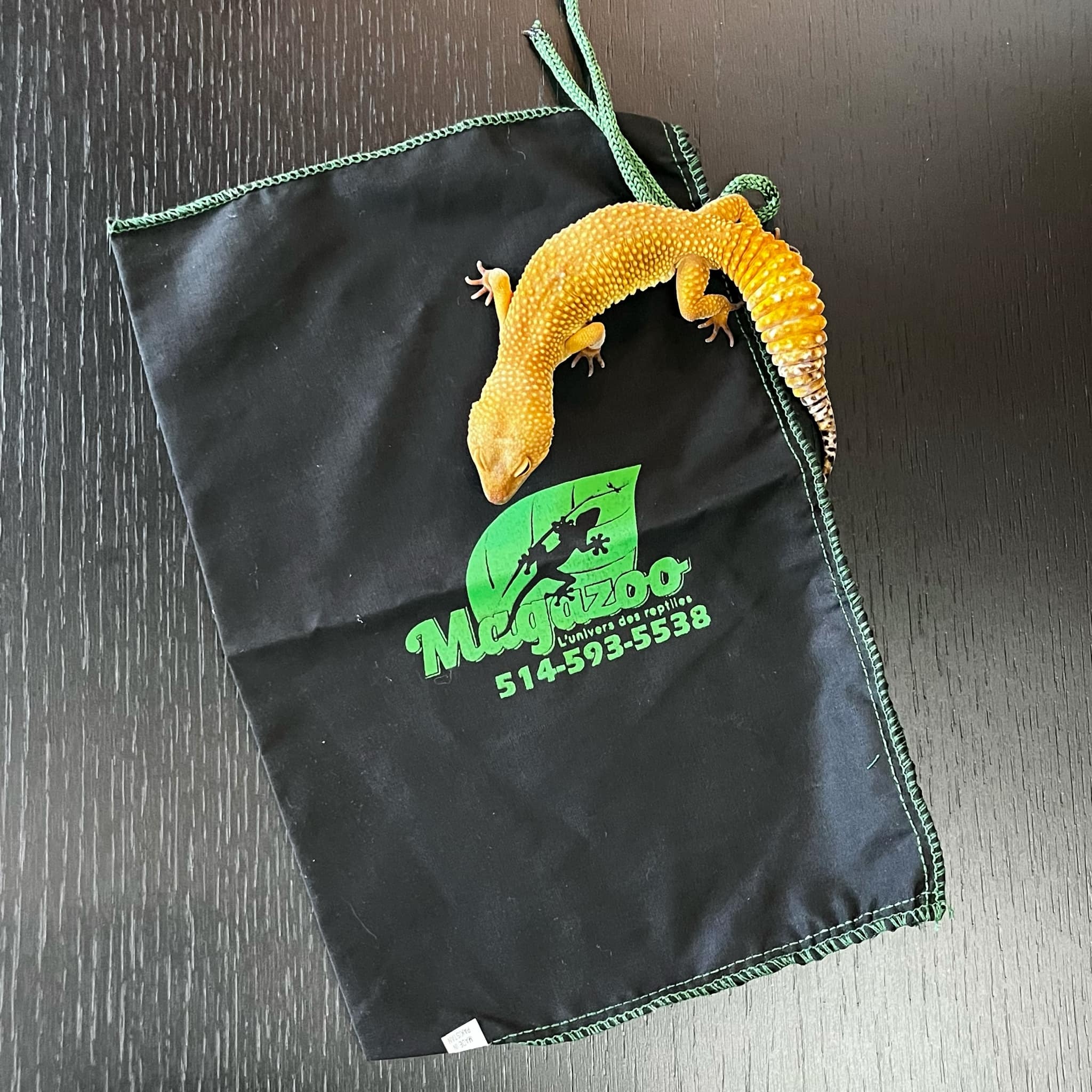 Magazoo Transport pocket for reptiles