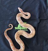 Magazoo Poche de transport pour reptiles