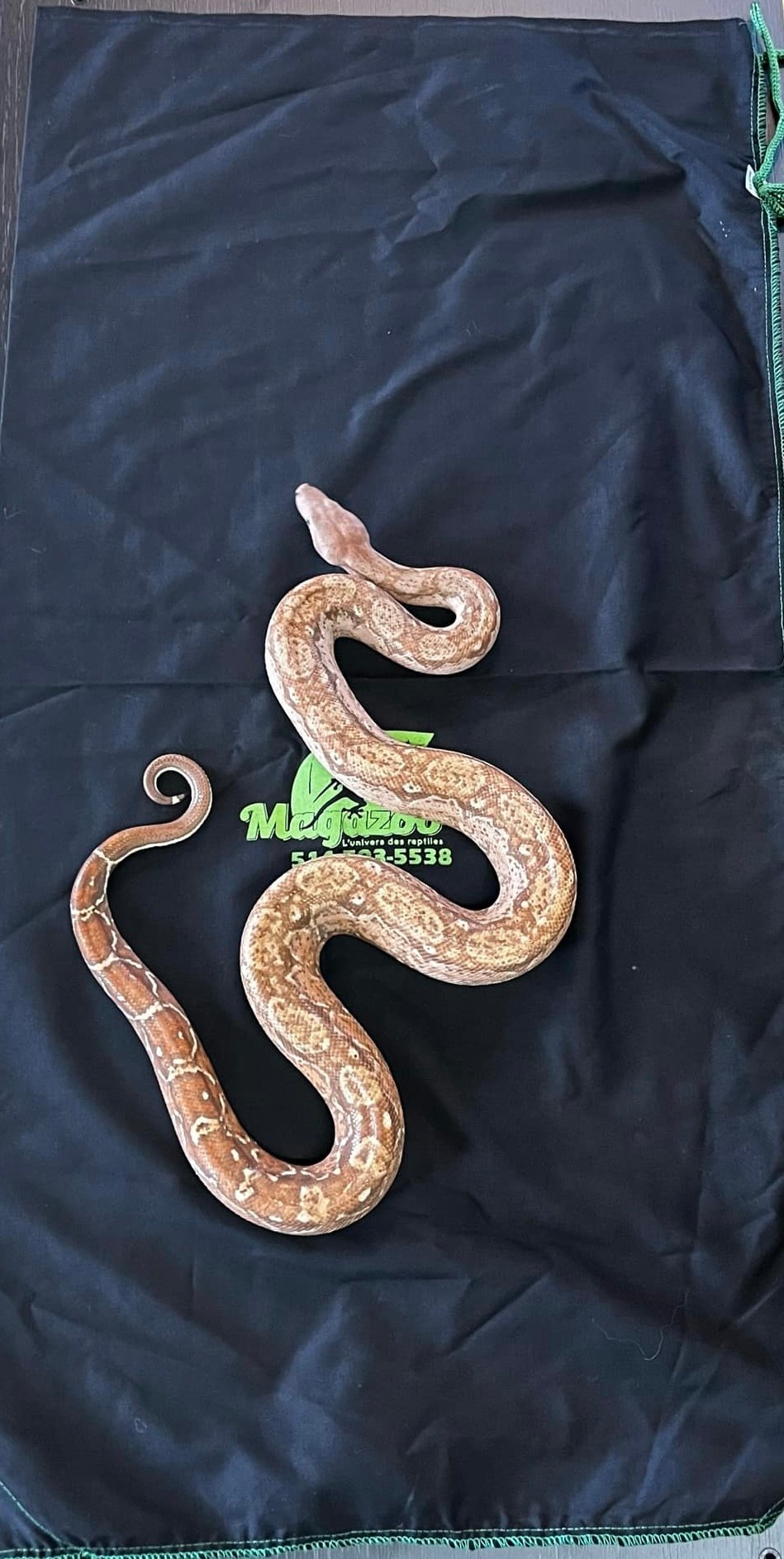 Magazoo Transport pocket for reptiles