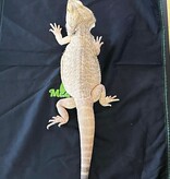 Magazoo Transport pocket for reptiles