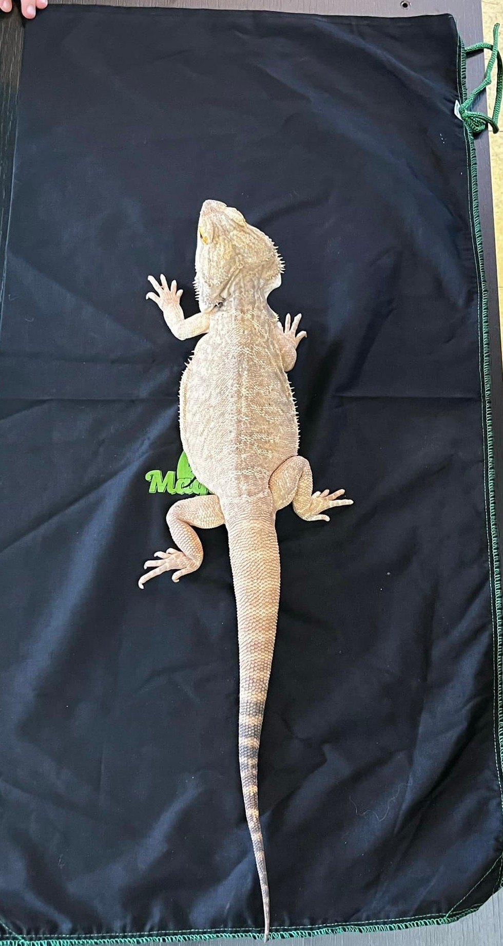 Magazoo Transport pocket for reptiles