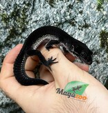 Magazoo Blacknight Female Leopard gecko  04/04/25