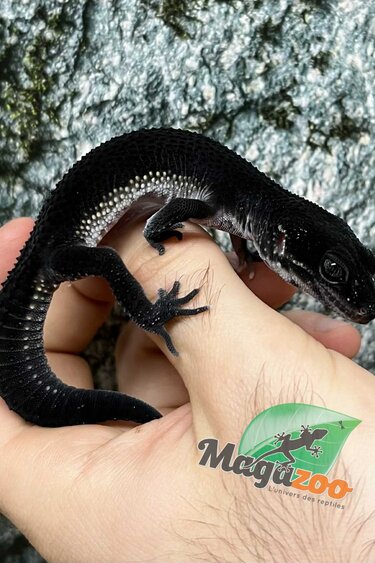 Magazoo Gecko léopard  Blacknight Femelle  04/04/25