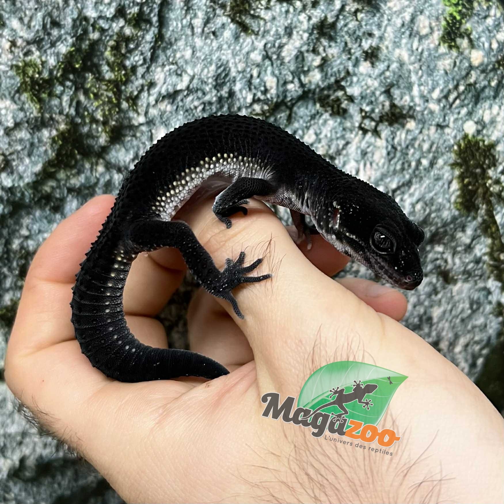 Magazoo Blacknight Female Leopard gecko  04/04/25
