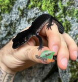Magazoo Gecko léopard  Blacknight Femelle  04/04/25