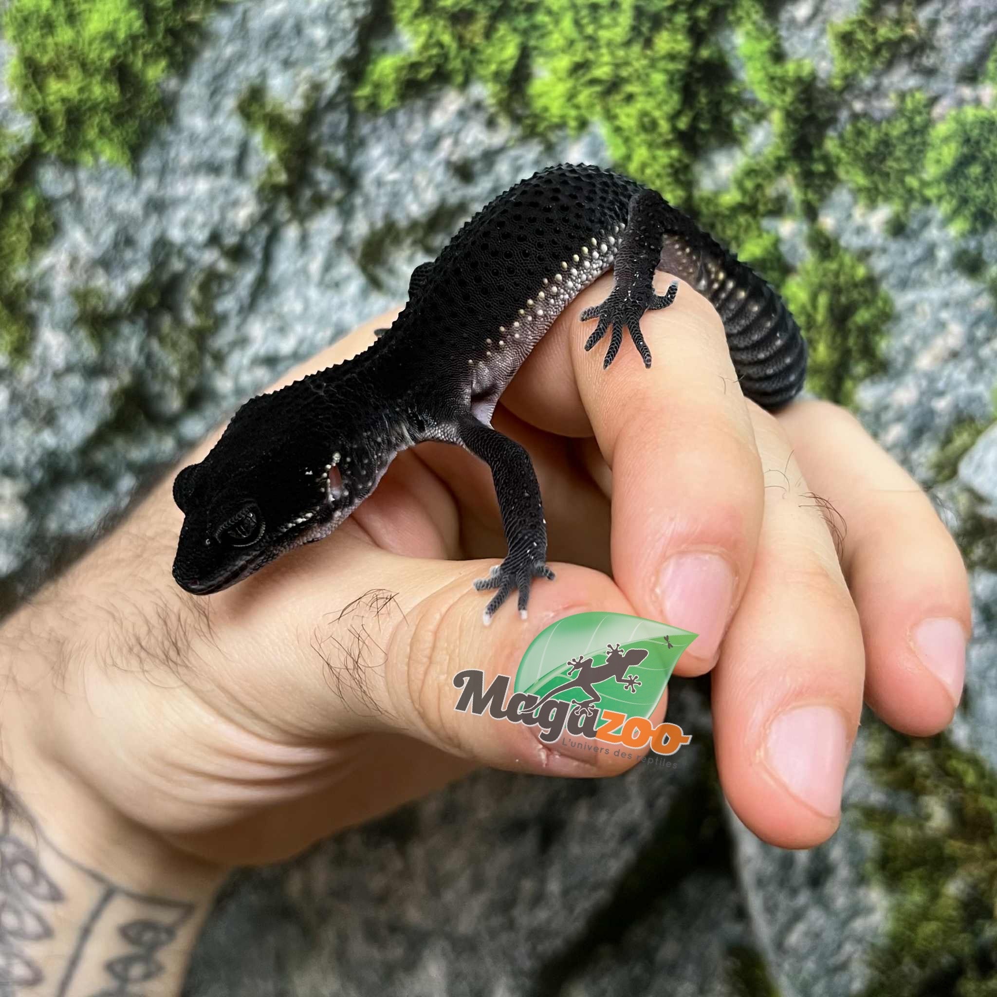 Magazoo Gecko léopard  Blacknight Femelle  04/04/25