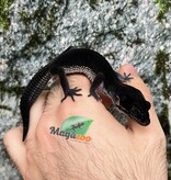 Magazoo Gecko léopard  Blacknight Femelle  04/04/25