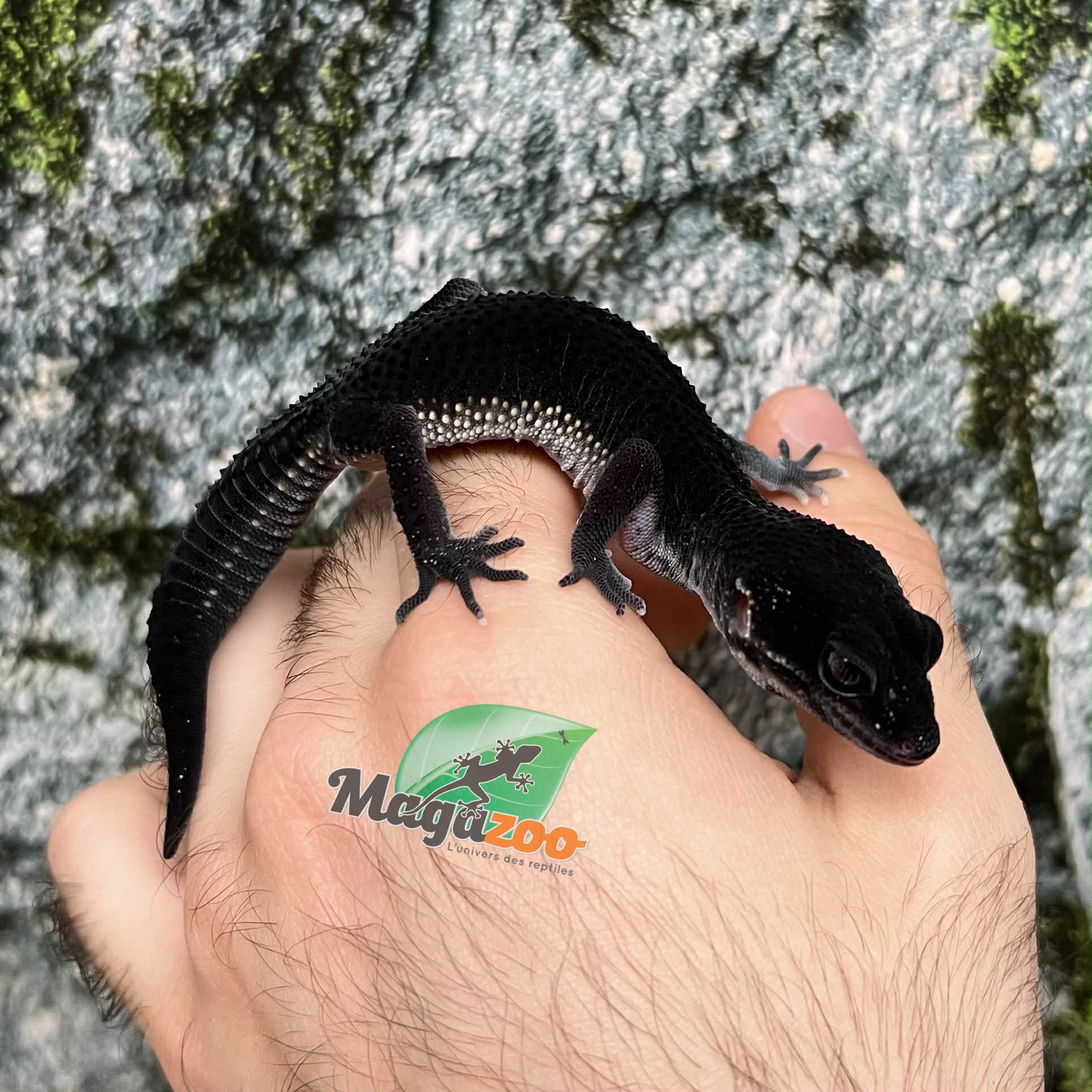 Magazoo Gecko léopard  Blacknight Femelle  04/04/25