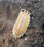 La Swamp Cloporte - Isopods ISO-ASE-ORG-10 Asselus maple orange