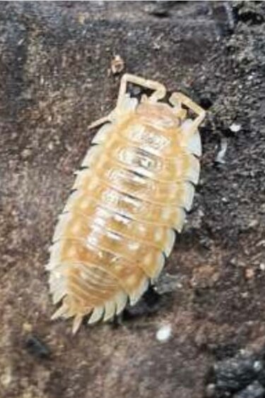 La Swamp Cloporte - Isopods Asselus maple orange