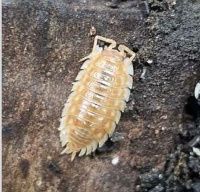La Swamp Cloporte - Isopods ISO-ASE-ORG-10 Asselus maple orange
