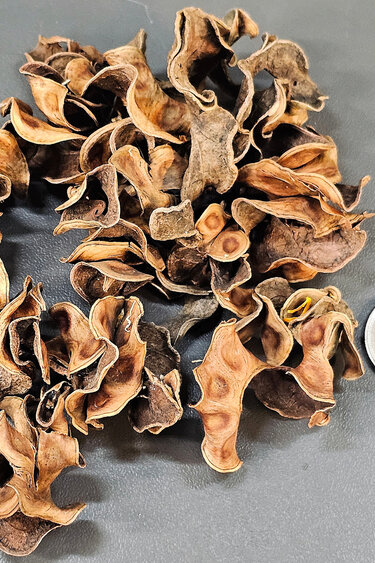 La Swamp LA SWAMP 1826 Gousse frisée 0.5oz