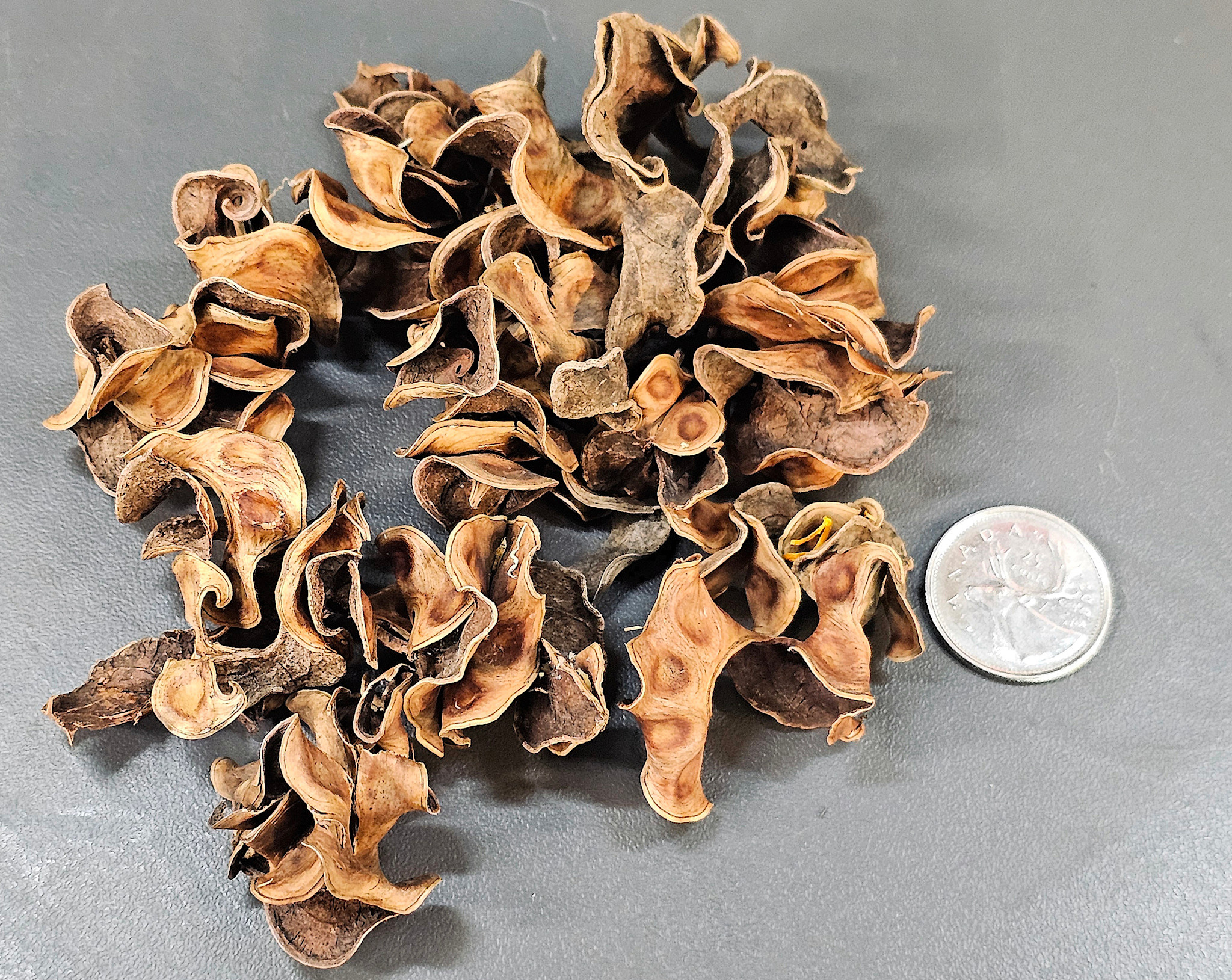 La Swamp LA SWAMP POD-CURV-0.5 Gousse frisée 0.5oz