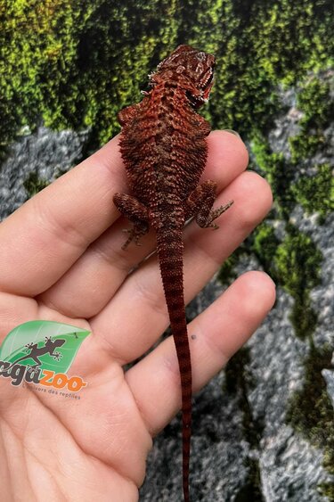 Magazoo Dragon barbu Red Monster Translucide Bébé Femelle