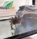 Magazoo Wild Mexican axolotl