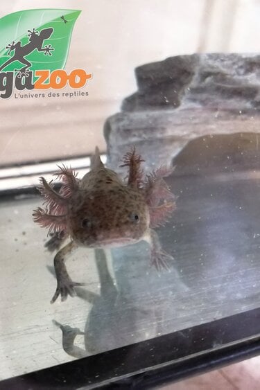 Magazoo Wild Mexican axolotl