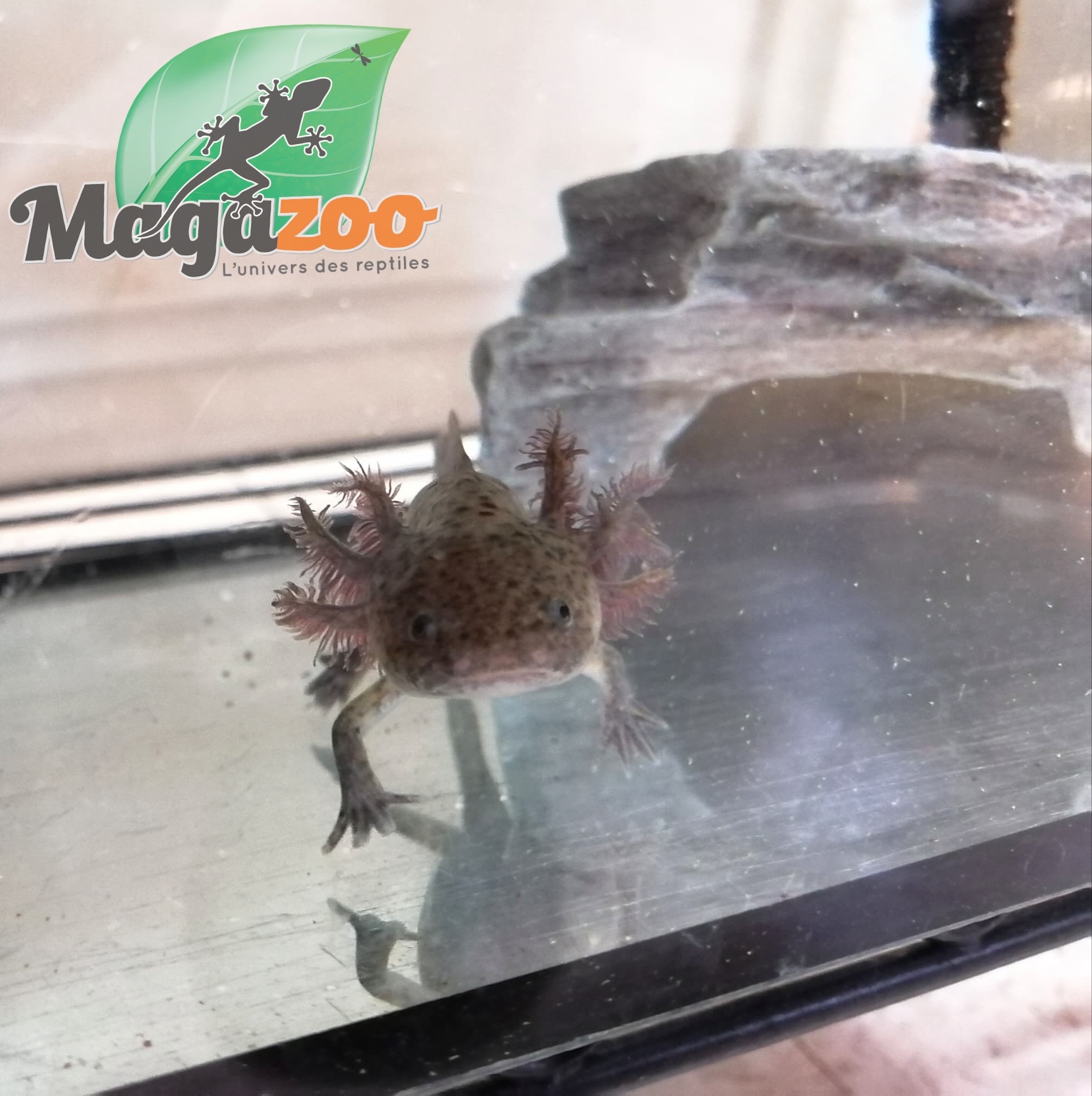 Magazoo Axolotl Mexicain Sauvage