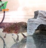 Magazoo Axolotl Mexicain Sauvage