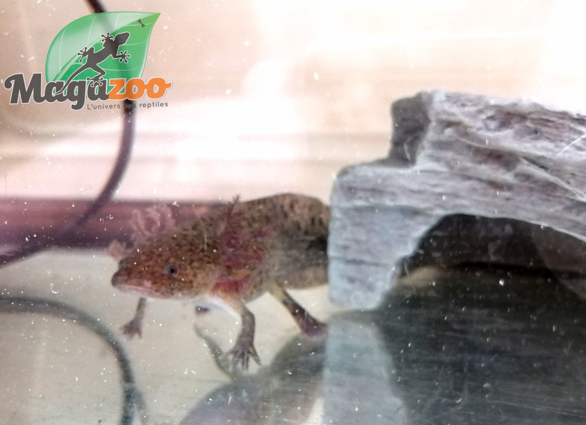 Magazoo Wild Mexican axolotl