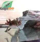 Magazoo Axolotl Mexicain Sauvage