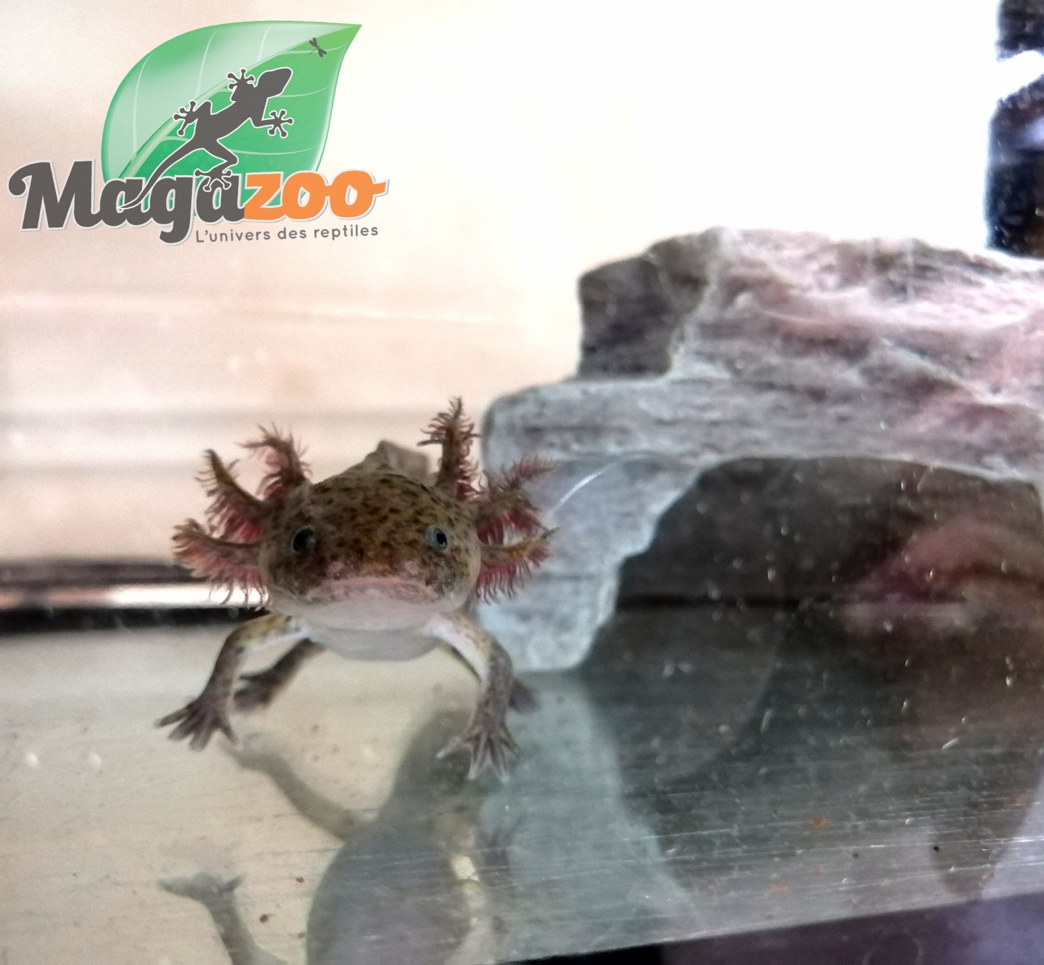 Magazoo Wild Mexican axolotl