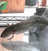 Magazoo Axolotl Mexicain Sauvage