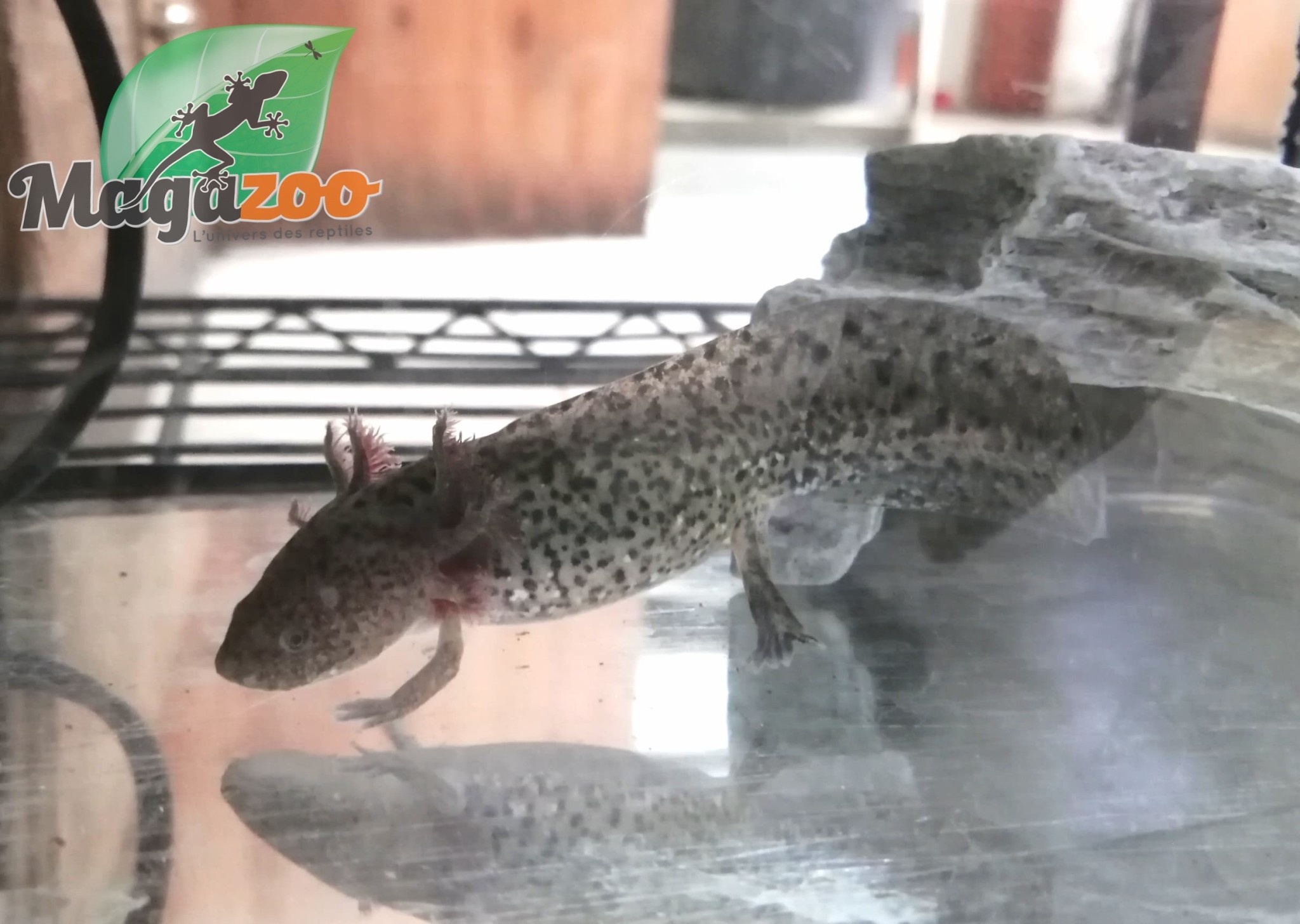 Magazoo Axolotl Mexicain Sauvage
