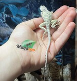 Magazoo Baby Eastern collard lizard Captive Born (May 2025) #A
