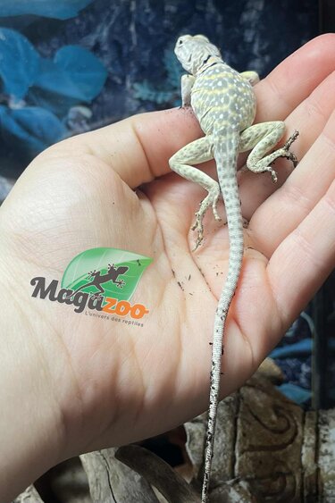 Magazoo Baby Eastern collard lizard Captive Born (May 2025) #A