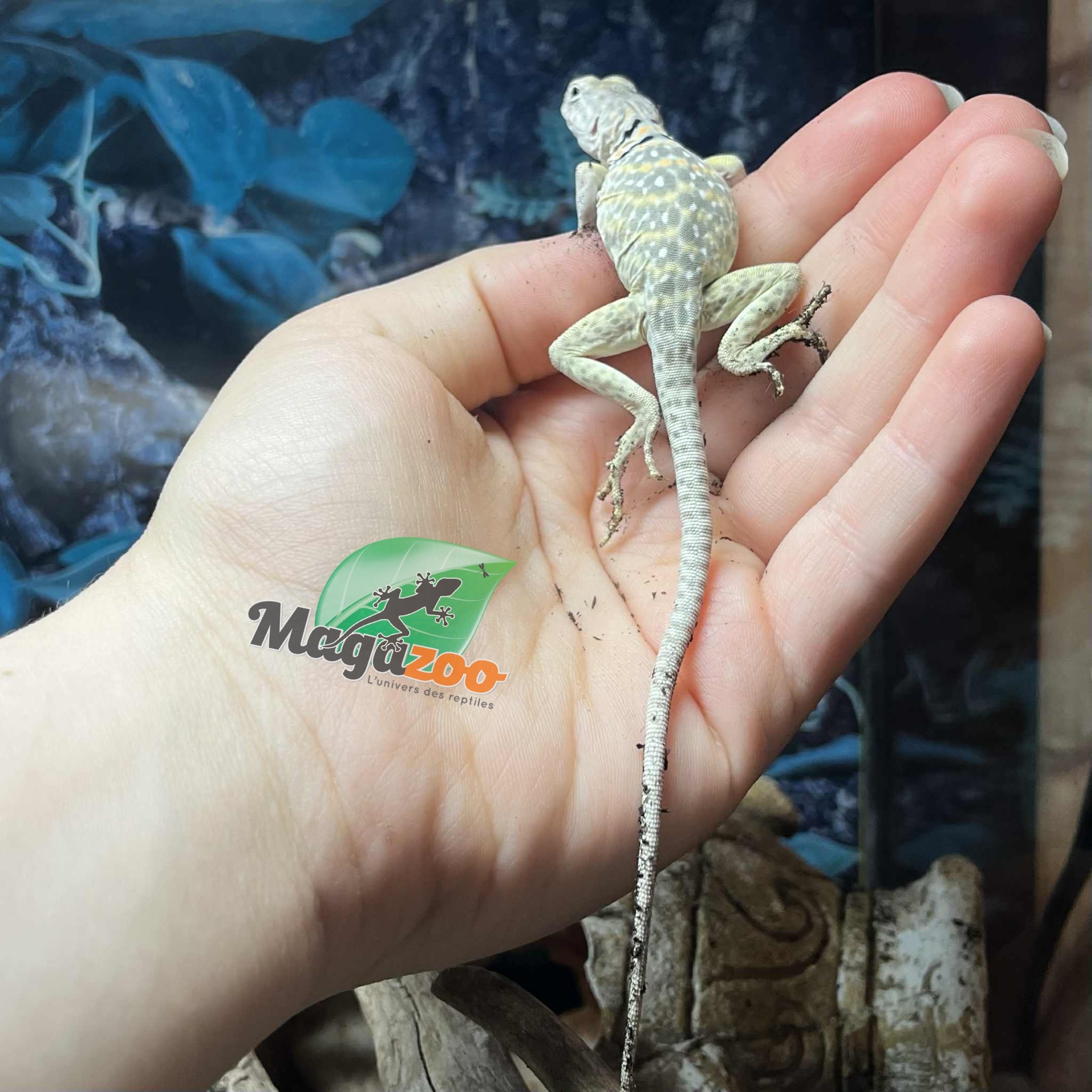 Magazoo Lézard à collier de l'est né en captivité (Mai 2025 ) Bébé #A
