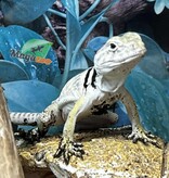 Magazoo Lézard à collier de l'est né en captivité (Mai 2025 ) Bébé #A