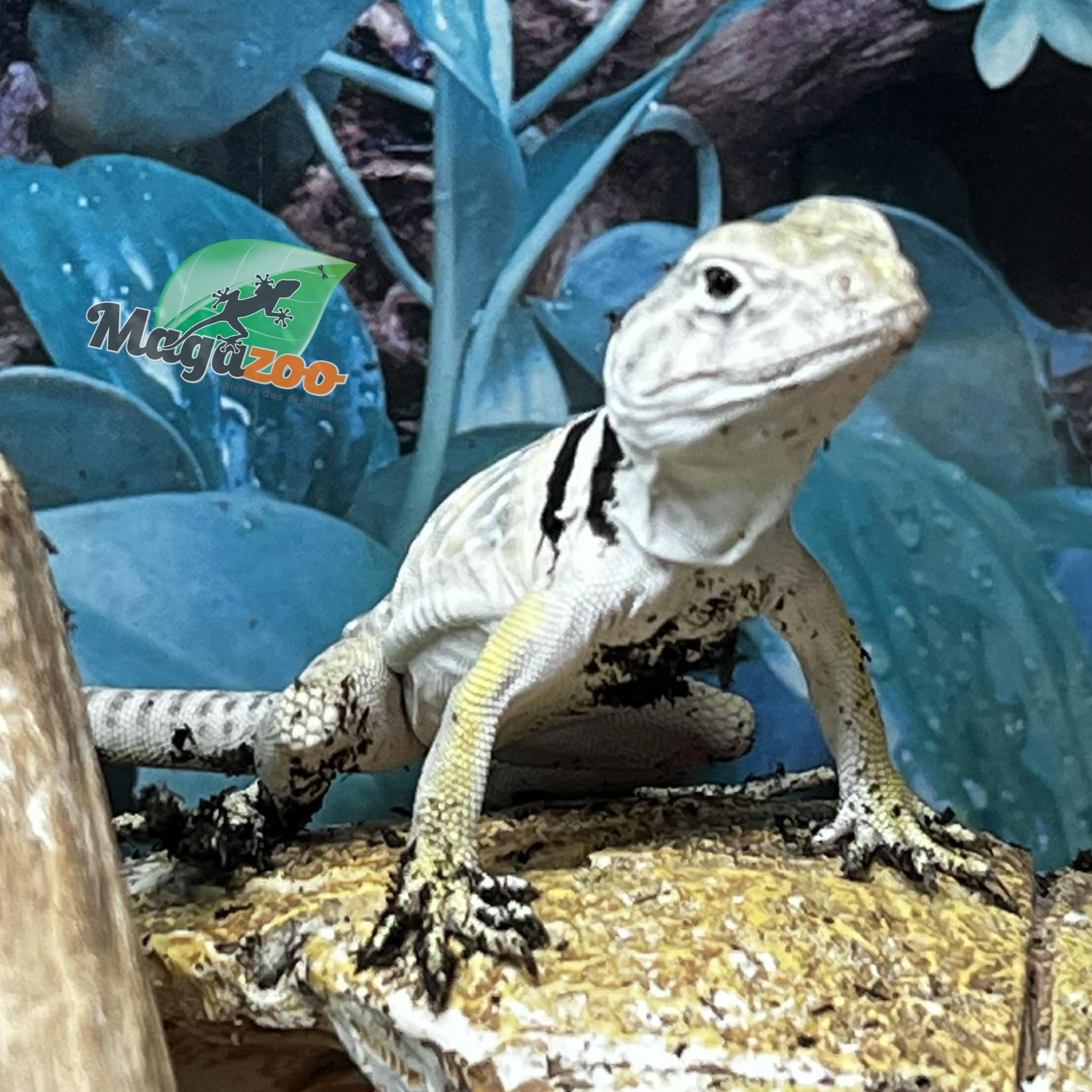 Magazoo Lézard à collier de l'est né en captivité (Mai 2025 ) Bébé #A