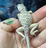 Magazoo Baby Eastern collard lizard Captive Born (May 2025) #A