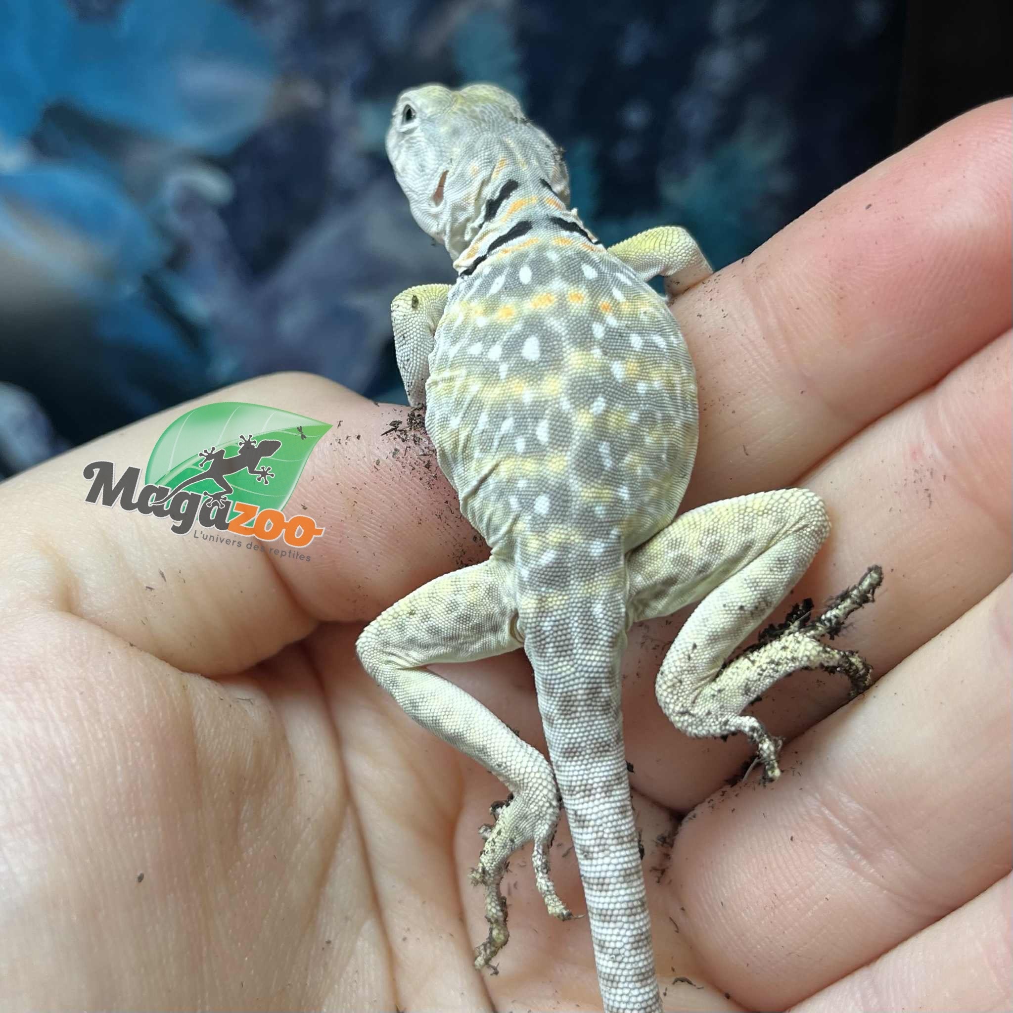 Magazoo Baby Eastern collard lizard Captive Born (May 2025) #A