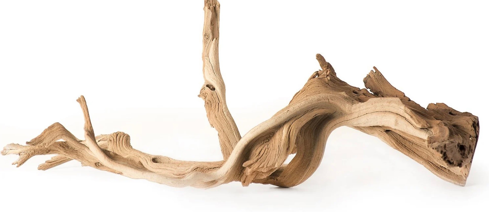 Galapagos GALAPAGOS Staghorn manzanita root 13-18"