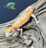 Magazoo Red Diamond Male Leopard Gecko 05/07/25